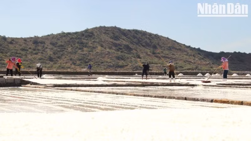 Salt farmers in Ninh Hai Commune, Khanh Hoa Province, preserve the traditional salt-making craft through generations. (Photo: NGUYEN TRUNG)