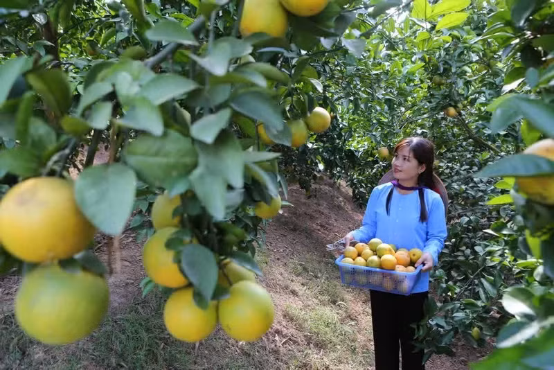 Women play an active role in promoting green lifestyles and sustainable livelihoods. (Photo: THANH DAT)