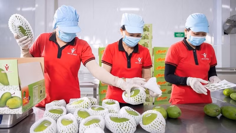Packaging mangoes for export at Vina T&T Group. (Photo: MINH ANH)