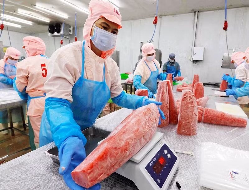 Pre-processing tuna products for export at the factory of Ba Hai Joint Stock Company in Phu Yen Province. (Photo: VNA)