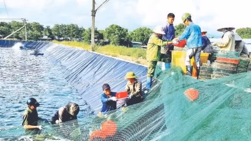 Harvesting shrimp raised using high-tech farming methods in Quang Yen Town, Quang Ninh Province. 