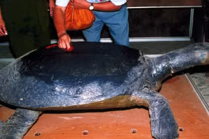 A Swinhoe’s softshell turtle specimen used in studies of the species’ morphology. (File photo)