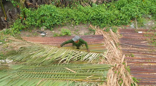 Nipa palms must be harvested in March or August, then they are soaked in water and left to dry. (Photo: VNA)