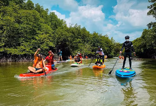 Sports lovers can take part in SUP rowing, catching snails and crabs, and fishing activities in the nearby Sac Forest (Photo: VnEpxress)