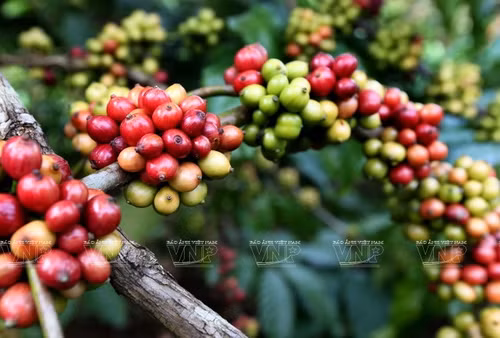 The rise in Arabica prices opens up opportunities for Vietnamese Robusta to penetrate the Swedish market more deeply. (Photo: Vietnam Pictorial) The rise in Arabica prices opens up opportunities for Vietnamese Robusta to penetrate the Swedish market more deeply. (Photo: Vietnam Pictorial)