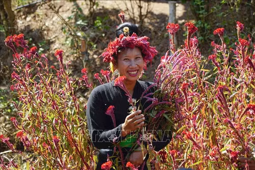 Fresh cockscomb flowers are used to make bracelets and necklaces for Cong ethnic women (Photo: VNA)