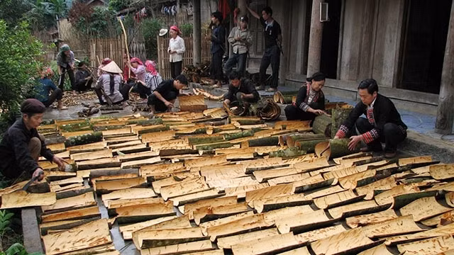 Cinnamon becomes the tree lifting people out of poverty in Yen Bai. (Illustrative image). (Photo: Thanh Son - Duc Khai)