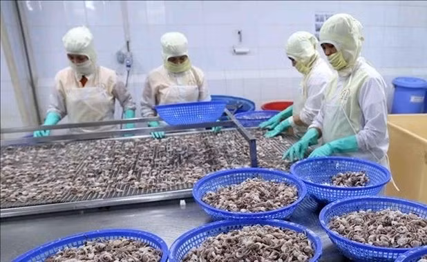 Workers process octopuses for export at a factory in the Mekong Delta province of Kien Giang (Photo: VNA)
