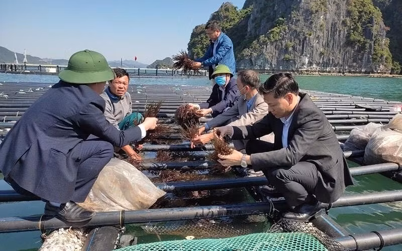 Seaweed farming model with new materials and techniques conducted in Quang Ninh province.