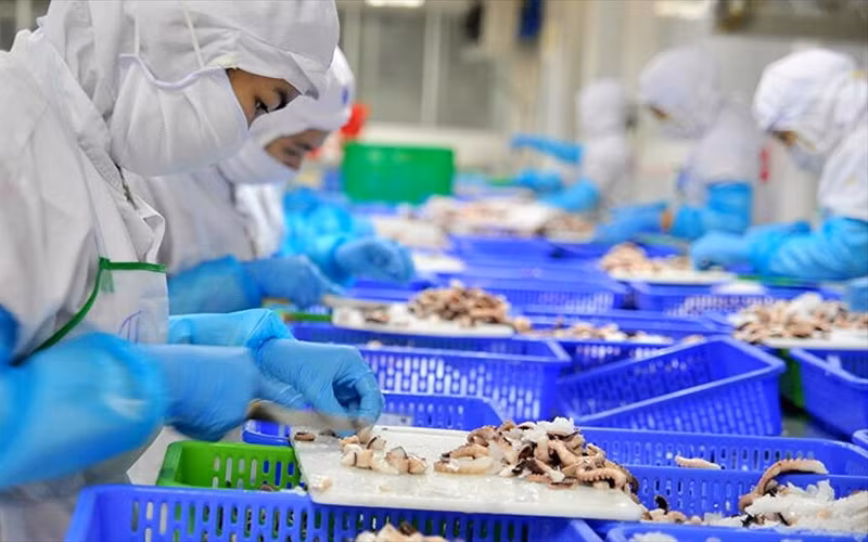 Urgent support measures from localities and the Government are needed to avoid the risk of a breakdown in the entire production chain. (Photo: VASEP)