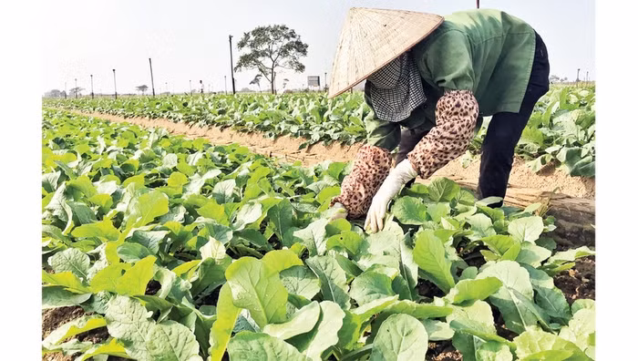 A vegetable growing area in Me Linh District, Hanoi (Photo: NDO)