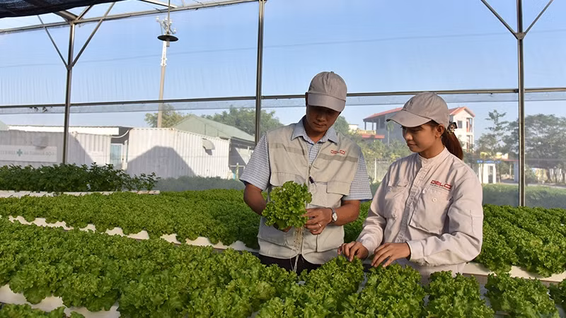 High-tech agricultural production at Declo Fram Company, Bac Ninh Province. (Photo: Minh Ha)