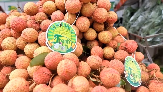 Ameii Vietnam is expected to ship 20 tonnes of fresh lychee to the Thai market each week. (Illustrative image)