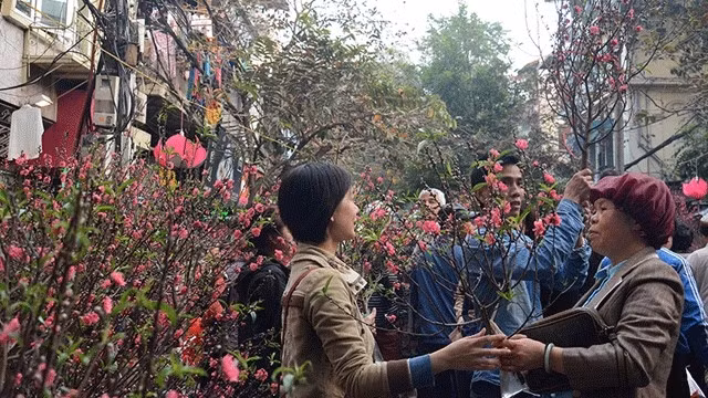 Hang Luoc flower market (Photo: NDO)