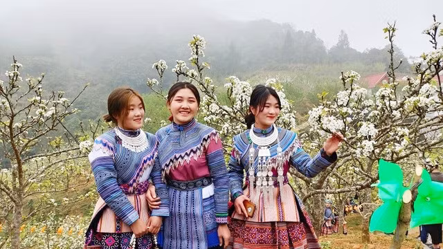 White pearl flowers in full blossom in Si Ma Cai district, Lao Cai province (Photo: baodantoc.vn)