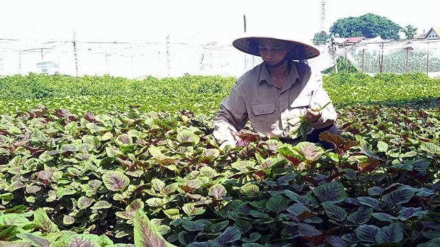 An organic vegetable farm in Pho Yen town of Thai Nguyen province. (Photo: VNA)