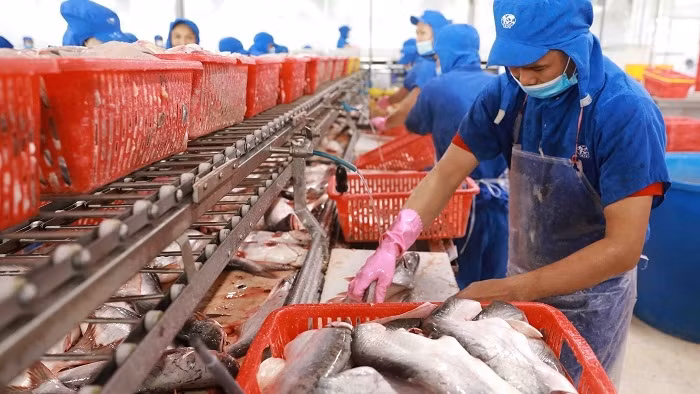 Workers process pangasius at a factory of Sao Mai Group in Vam Cong Industrial Zone, Lap Vo district, Dong Thap province. (Photo: VNA)