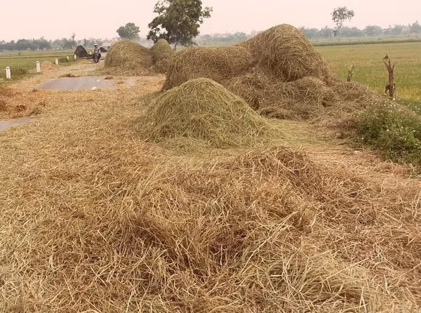 Vietnam can potentially produce 31 million tonnes of bio-oil from straw annually