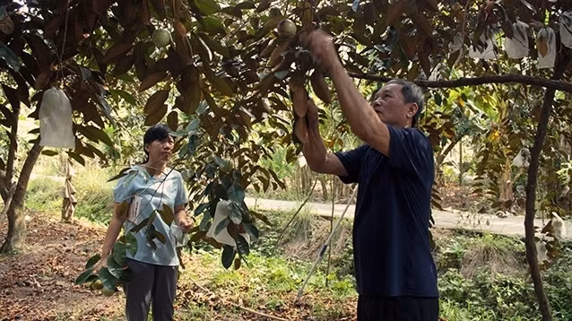 Farmers in Tien Giang province cover star apples in preparation to export the fruit to the US. (Photo: NDO)