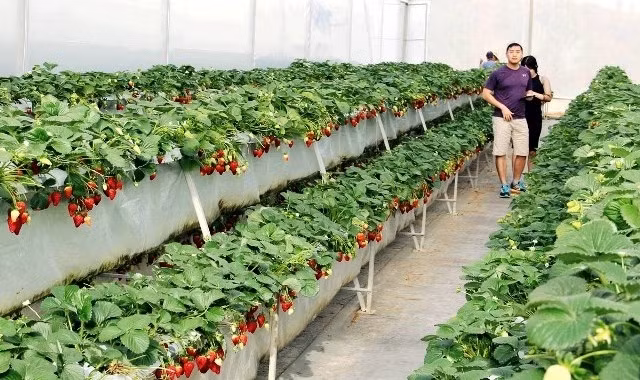 Visitors wander through the fruitful strawberry garden.