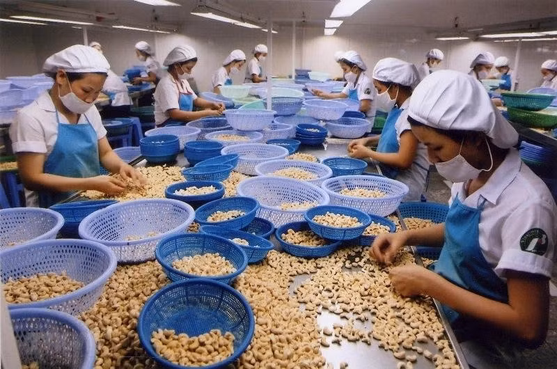 The global cashew nut market is forecast to grow by an average of 4.6% in the 2022-2027 period. (Photo: VNA)