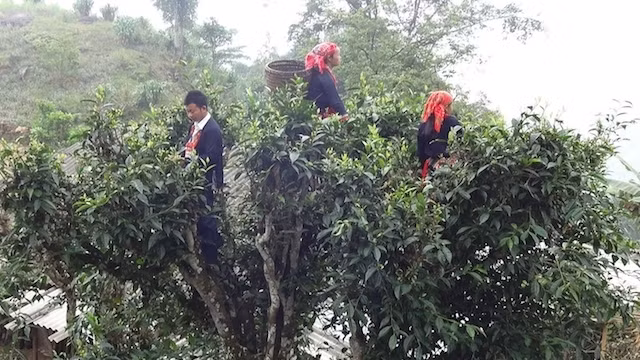Local people harvest Shan Tuyet tea in Vi Xuyen district. (Photo: Van Doi)