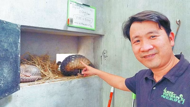 Tran Quang Phuong,Director of the Carnivore and Pangolin Conservation Programme, and pangolins waiting to be released back into the wild.