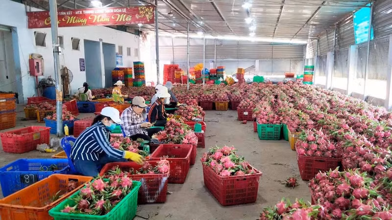 Binh Thuan dragon fruit 