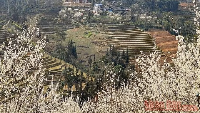 At this time, purple plum flowers are blooming. People can still feel the spring atmosphere on the mountainsides, covered in plum and peach blossoms and yellow canola flowers.