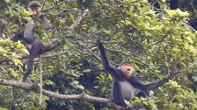 Grey-shanked douc langurs in Quang Nam province’s Nui Thanh district. (Photo: NDO/Quoc Viet)