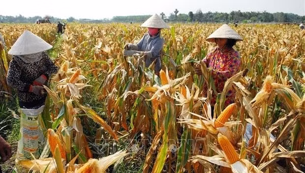 With the new multi-dimensional poverty line approved last year, the near poor and poor household rate in Vietnam increases from 5.2% in 2020 to 9.35% this year. (Photo: VNA)