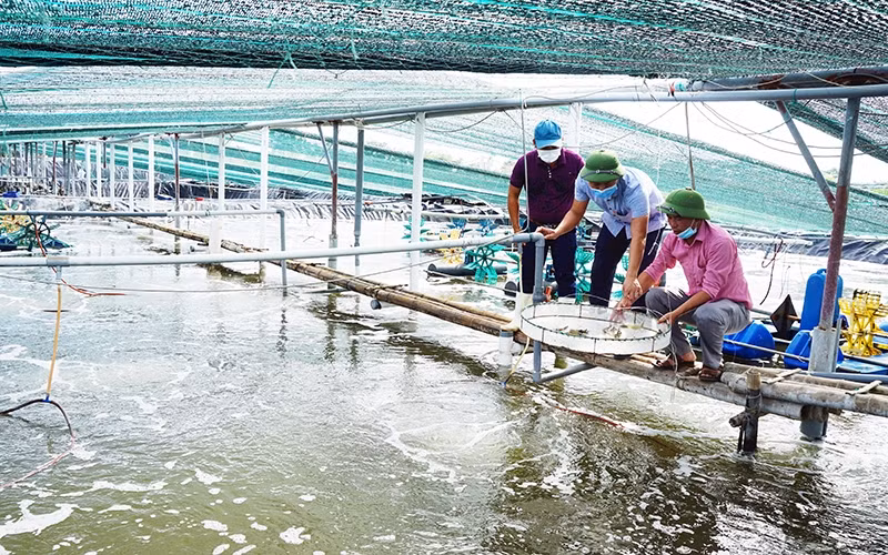 Local farmers in the coastal area of Kim Son district (Ninh Binh province) check the growth of shrimp.
