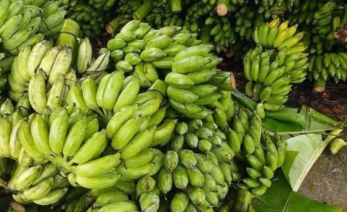 In April 2021, China imported the most bananas from Vietnam, accounting for 42% of its total banana imports. (Photo: VGP)