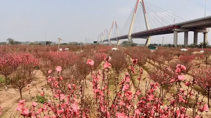 Nhat Tan Village, which is located in the northwest of Hanoi, has an area of 57 hectares for growing peach blossoms. Around 700 households in the village stick to this profession.
