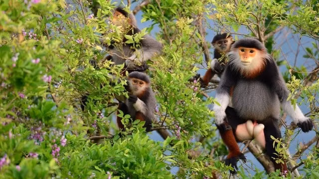 Son Tra Peninsula in the central Da Nang City is home to the world's largest population of endangered red-shanked doucs. (Credit: GreenViet via laodong.com.vn)