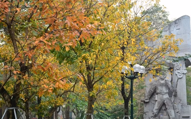 These days, the Hang Dau flower gardens are brilliant with the red and yellow colours of loc vung trees.