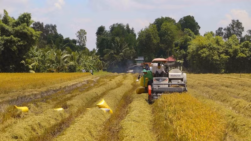 Harvesting rice in the Mekong Delta (Photo: VNA)