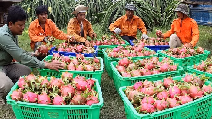Farmers harvest dragon fruit for export. (Photo: VNA)
