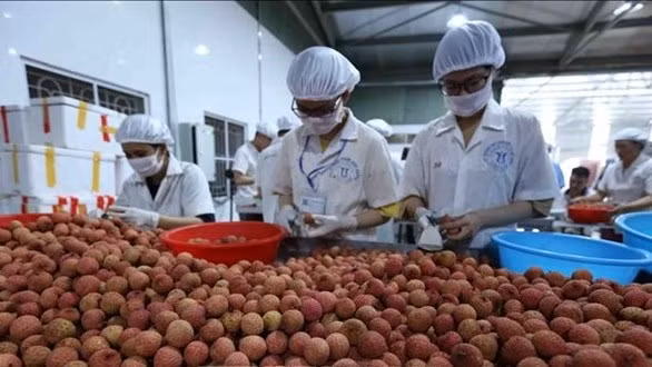 Litchi classification for export (Photo: VNA)