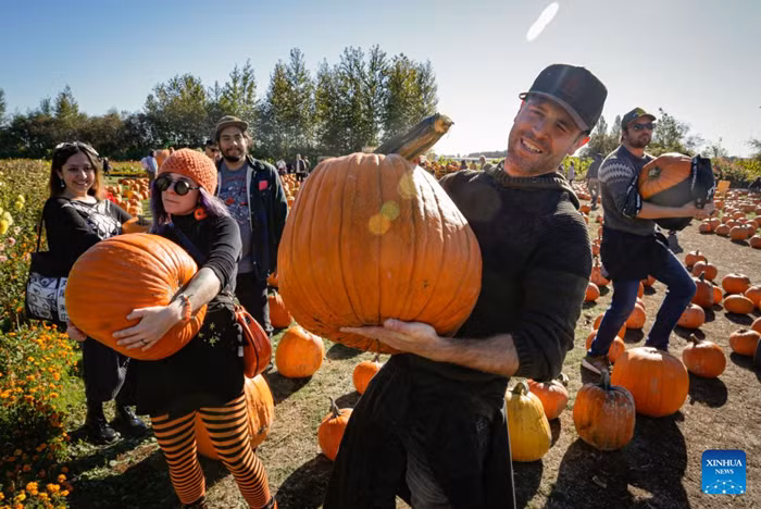 People hold the pumpkins they selected at a farm in Richmond, British Columbia, Canada, Oct. 11, 2026. Visiting pumpkin patches is a popular autumn activity in Canada, attracting families to local farms to enjoy the harvest season. (Photo: Xinhua)
