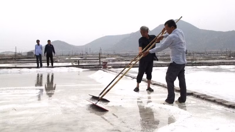 Ninh Hai commune is strengthening its links with businesses to expand the area for producing clean salt. (Photo: nhandan.vn)