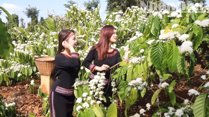 Coffee production has brought a prosperous life to the indigenous people in the Central Highlands. Coffee production has brought a prosperous life to the indigenous people in the Central Highlands.