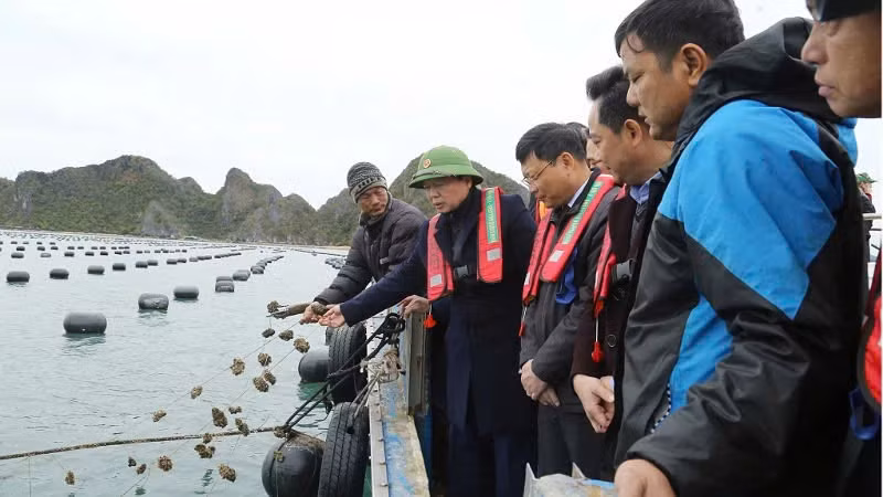 Deputy Prime Minister Tran Hong Ha inspects agricultural production in Van Don District, Quang Ninh Province.