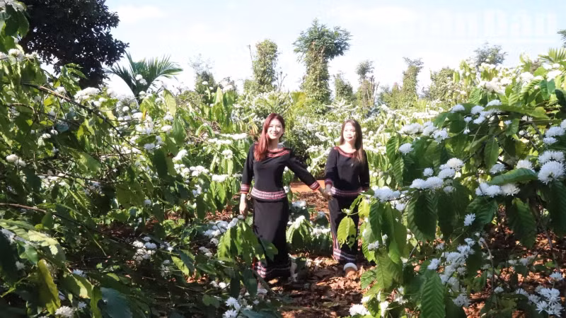 The vast coffee gardens with pure white flowers make the Central Highlands mountains and hills more poetic and charming. The vast coffee gardens with pure white flowers make the Central Highlands mountains and hills more poetic and charming.