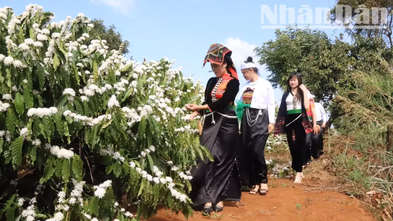 Not only indigenous people but also the ethnic groups from the northern mountainous areas, such as Thai, Tay, Nung, and Dao, who migrated to the Central Highlands, have also grown coffee. Not only indigenous people but also the ethnic groups from the northern mountainous areas, such as Thai, Tay, Nung, and Dao, who migrated to the Central Highlands, have also grown coffee.