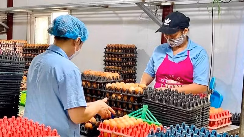 Tien Vien Food Joint Stock Company (Chuong My District, Hanoi City) expands production and business with credit capital from Agribank.