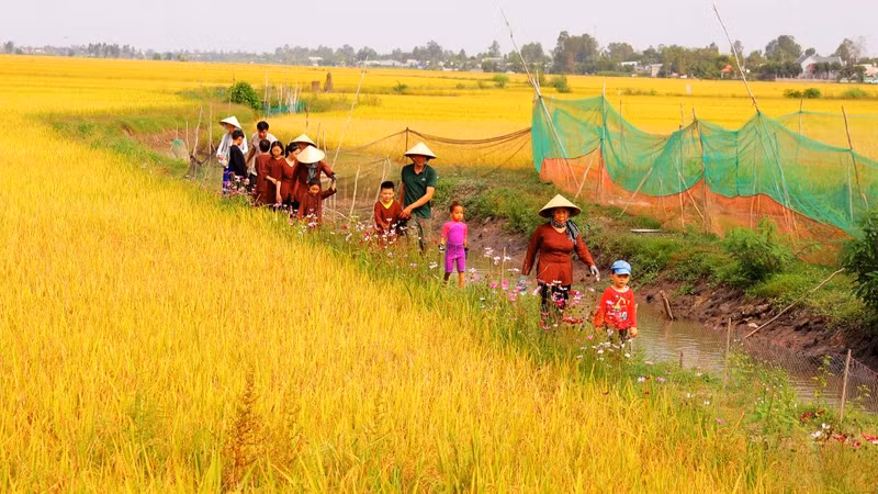 Tourists visit and experience the rice fields at Quyet Tien Ecological Agricultural Cooperative.