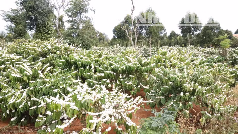 [In Pictures] Attractive scent and colour of coffee flowers in Central Highlands