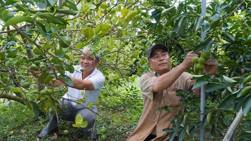 Lemon garden of farmer Pham Van Niem, My Long Agricultural Service Cooperative, Cao Lanh District, Dong Thap Province.
