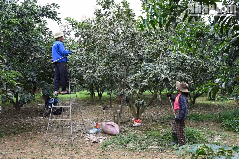 The pollination stage for grapefruit flowers requires meticulousness and carefulness. The pollination stage for grapefruit flowers requires meticulousness and carefulness.
